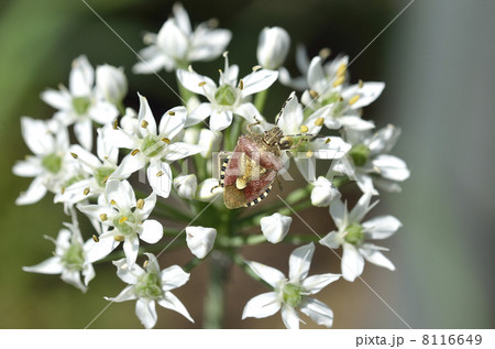 ニラの花とブチヒゲカメムシ ニラの花とブチヒゲカメムシ 8116649