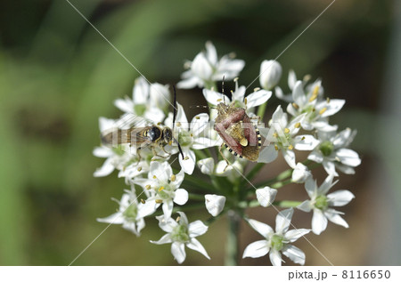 ニラの花とブチヒゲカメムシ 8116650