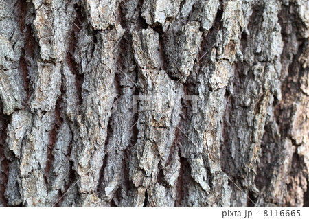 ホウショウの樹皮 ホウショウの樹皮 8116665
