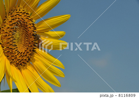 ひまわりとミツバチ 8116809