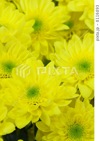 スプレー菊 「サニーモナリザ」 8116893