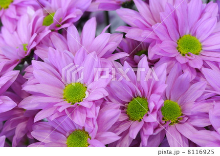 スプレー菊 「セイエリートピンク」 8116925