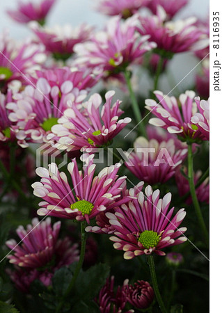 スプレー菊 「ビアリッツ」 スプレー菊 「ビアリッツ」 8116935