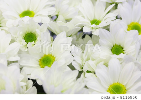 スプレー菊 「ロック」 8116950