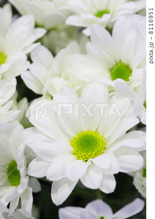 スプレー菊 「ロック」 8116951