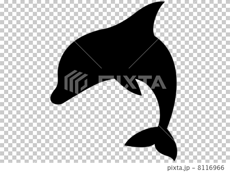 イルカ_0901 イルカ_0901 8116966