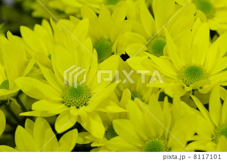 スプレー菊 「セイレミダス」 8117101