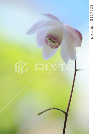 レンゲショウマ 8117228