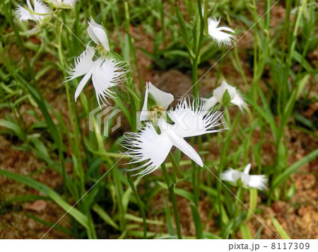 サギソウ 8117309