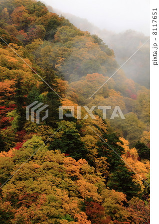 雨に煙る紅葉の松川渓谷 雨に煙る紅葉の松川渓谷 8117651