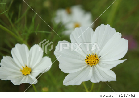 コスモス コスモス 8117762