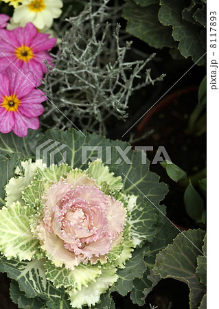 ハボタンとプリムラ 8117893