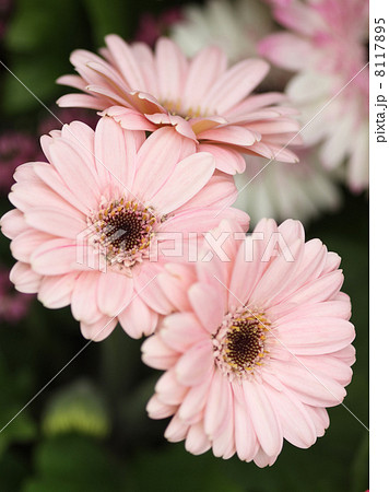 ガーベラ 8117895