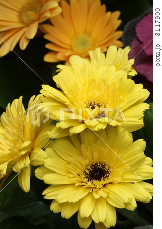 ガーベラ 8117900