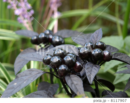 唐辛子ブラックパール 8117907