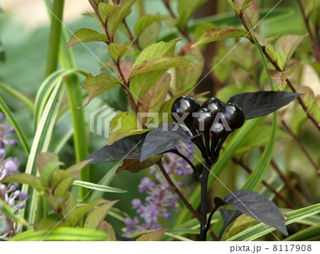 唐辛子ブラックパール 8117908