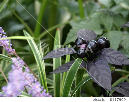 唐辛子ブラックパール 唐辛子ブラックパール 8117909