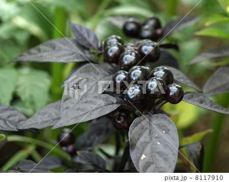 唐辛子ブラックパール 8117910