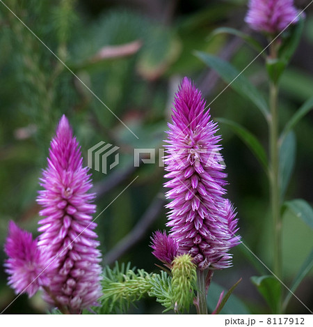 セロシア 8117912