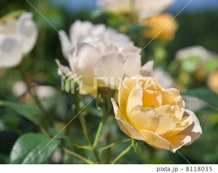 コントゥ・ドゥ・シャンパーニュ コントゥ・ドゥ・シャンパーニュ 8118035