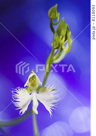 サギソウ 8118093