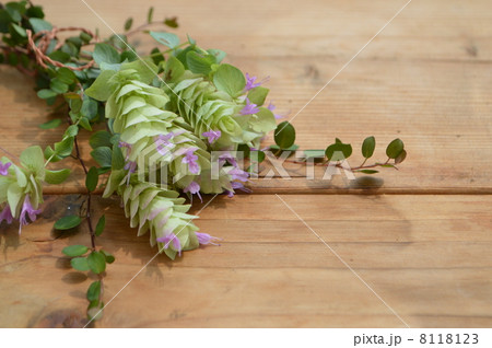 オレガノ オレガノ 8118123