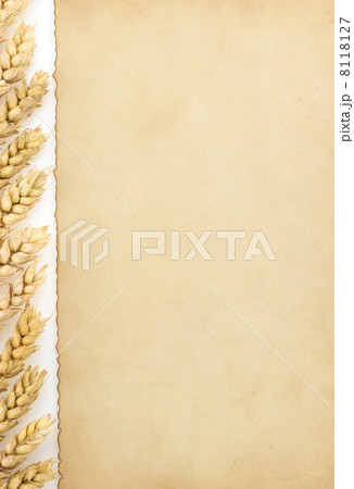 wheat ears on white wheat ears on white 8118127
