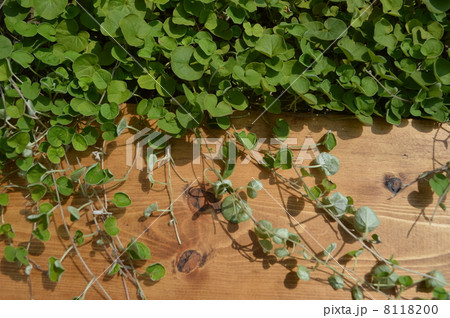 ダイコンドラ 8118200