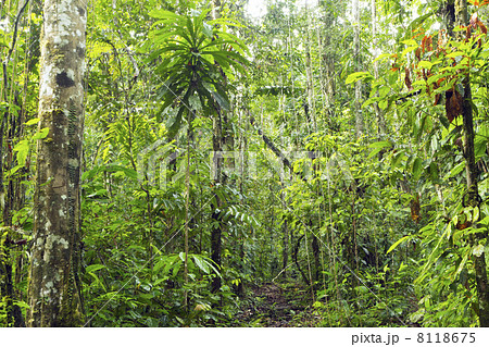 Primary tropical rainforest in the Ecuadorian Amazon Primary tropical rainforest in the Ecuadorian Amazon 8118675