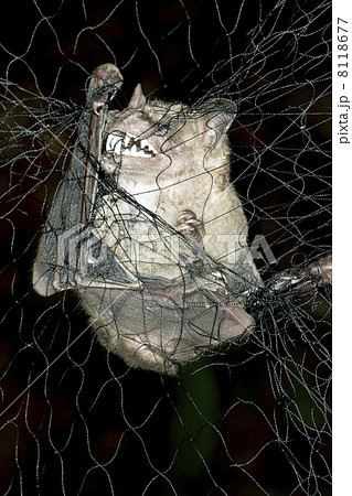 Jamaican Fruit Bat (Artibeus jamaicensis) captured in a mist net for biological research, Ecuador 8118677