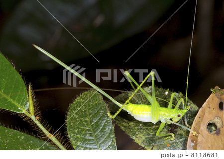A female conehead katydid with a very long ovopositor, Ecuador 8118681