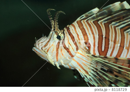 ミノカサゴ 8118729