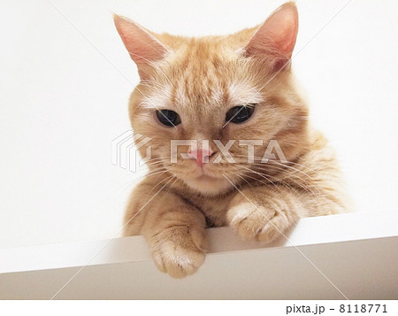 マンチカン 8118771