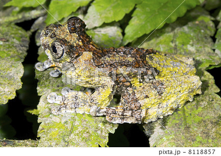 Neotropical marbled treefrogs (Dendropsophus marmoratus) on a ra Neotropical marbled treefrogs (Dendropsophus marmoratus) on a ra 8118857