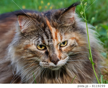 Maine Coon Cat in the grass 8119299