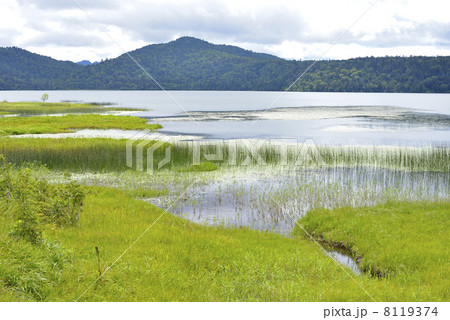 尾瀬沼 北岸 尾瀬沼 北岸 8119374