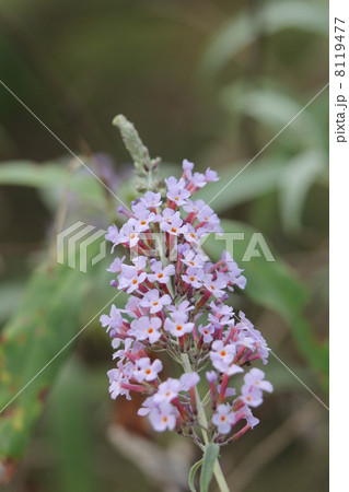 ニシキフジウツギ ニシキフジウツギ 8119477