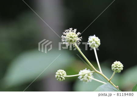 カンレンボク 8119480