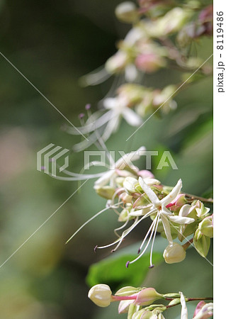 クサギ クサギ 8119486