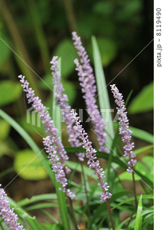 ヤブラン 8119490