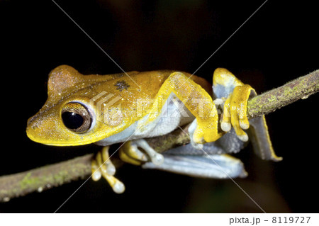 Convict treefrog (Hypsiboas calcaratus), Ecuador Convict treefrog (Hypsiboas calcaratus), Ecuador 8119727