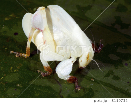 An unusually coloured katydid in the rainforest  8119732