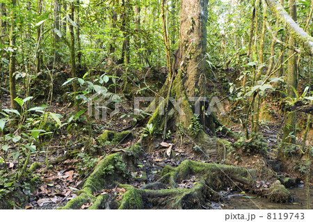 Rainforest tree with mossy roots at the edge of a rainforest pool, Ecuador 8119743