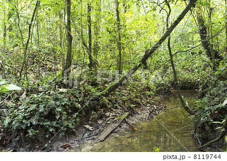 A flooded creek running through tropical rainforest in the Ecuadorian Amazon 8119744