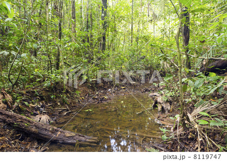 A flooded creek running through tropical rainforest in the Ecuadorian Amazon 8119747