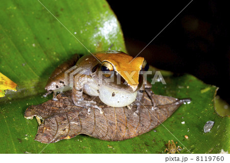 Peruvian Rain Frog (Pristimantis peruvianus) 8119760