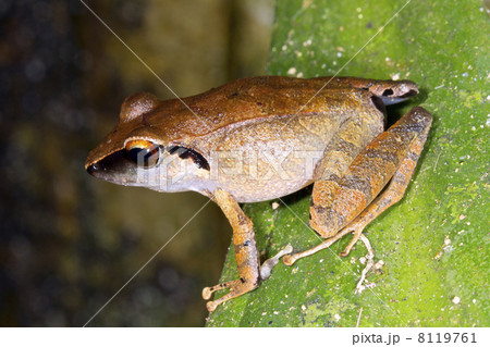 Peruvian Rain Frog (Pristimantis peruvianus) Peruvian Rain Frog (Pristimantis peruvianus) 8119761
