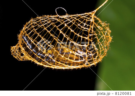 False Burnet Moth pupa (Urodus sp Urodidae), in a cage woven to protect it from predators, Ecuador 8120081