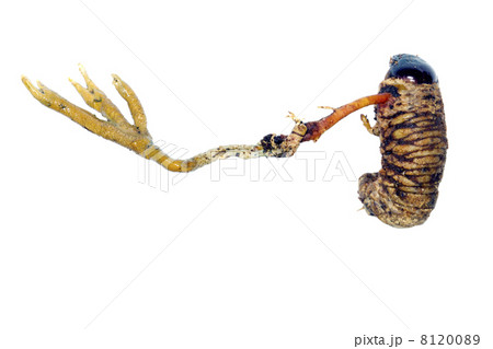 Cordyceps fungus (Metacordyceps sp.) Cordyceps fungus (Metacordyceps sp.) 8120089