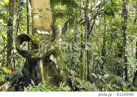 Liana on a tree trunk in the rainforest, Ecuador 8120090